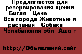 Предлагаются для резервирования щенки Бигля › Цена ­ 40 000 - Все города Животные и растения » Собаки   . Челябинская обл.,Аша г.